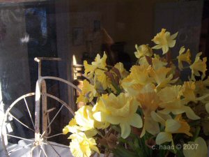 Daffodils