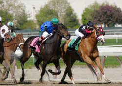 Horse race