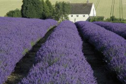 Lavendar farm
