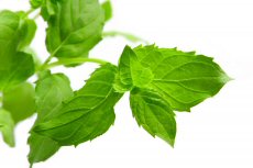 Peppermint