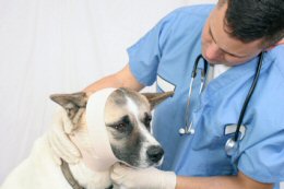 Sick pet