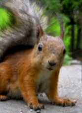 Squirrel