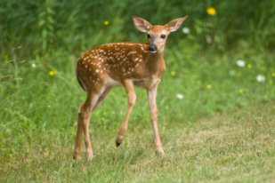 Fawn